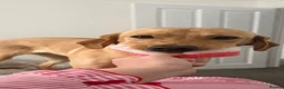 Labrador Retriever dogs for sale: Fox Red Labrador  - Advert 1