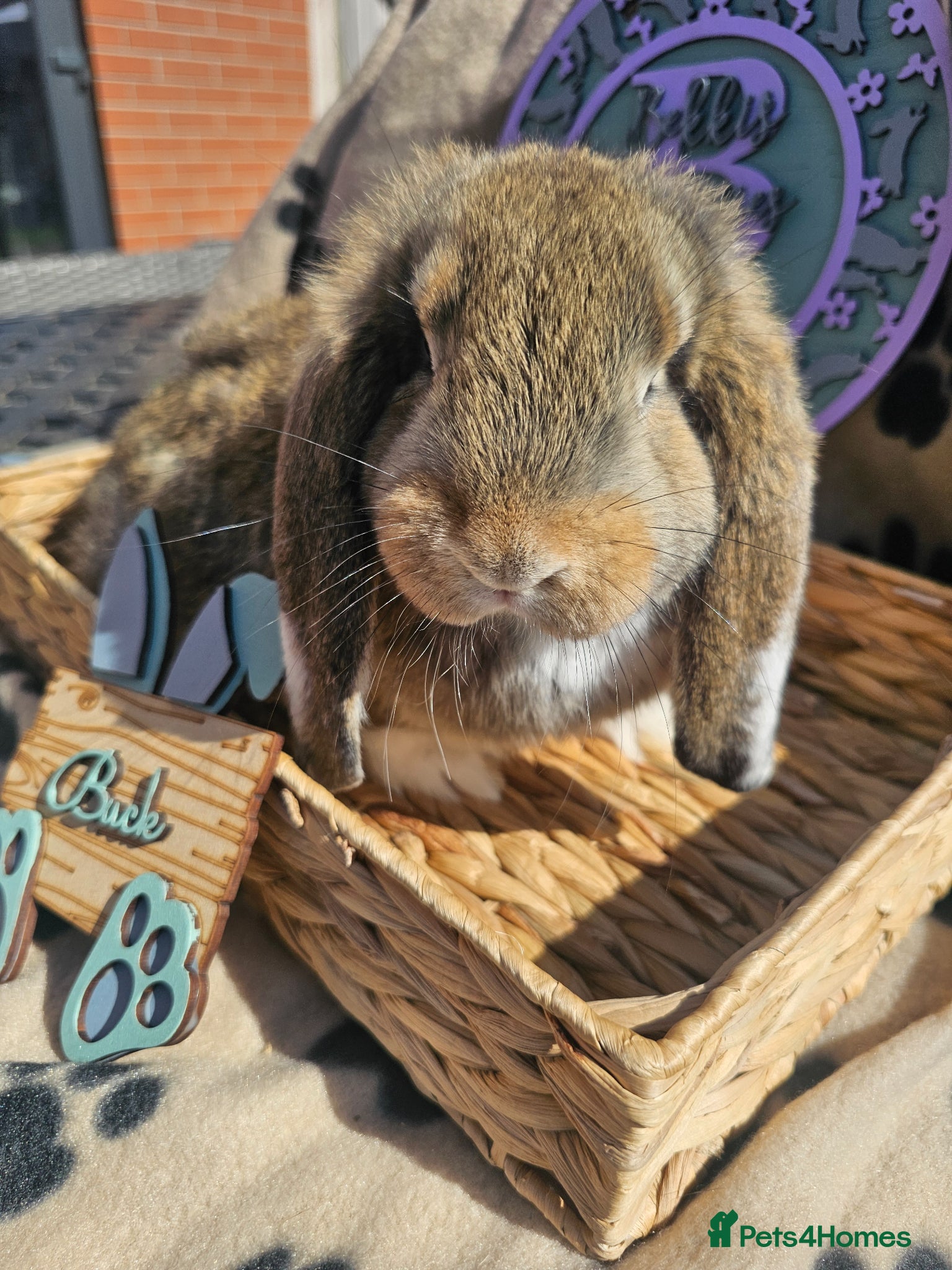 French Lop rabbits Vaccinated Giant French Lop Babies  - Advert 1
