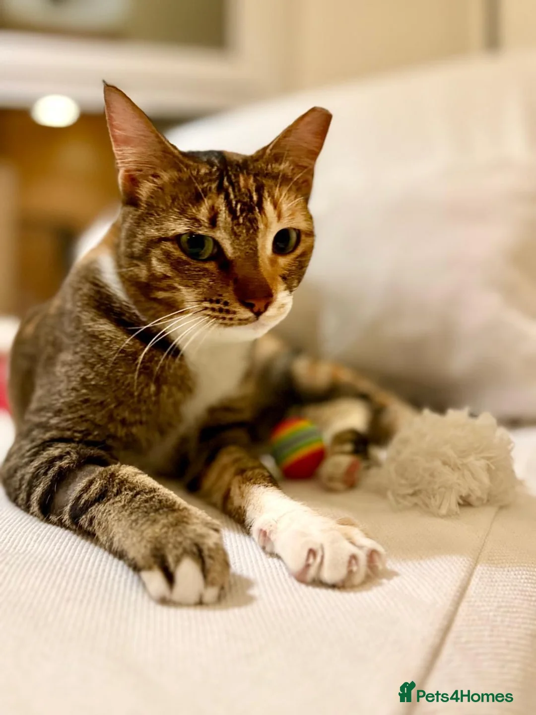 Arabian Mau cats for adoption: Mila is available for adoption  - Advert 2