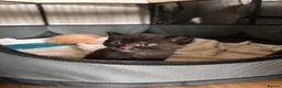 Mixed Breed cats for sale: 2 beautiful male kittens for sale  - Advert 6