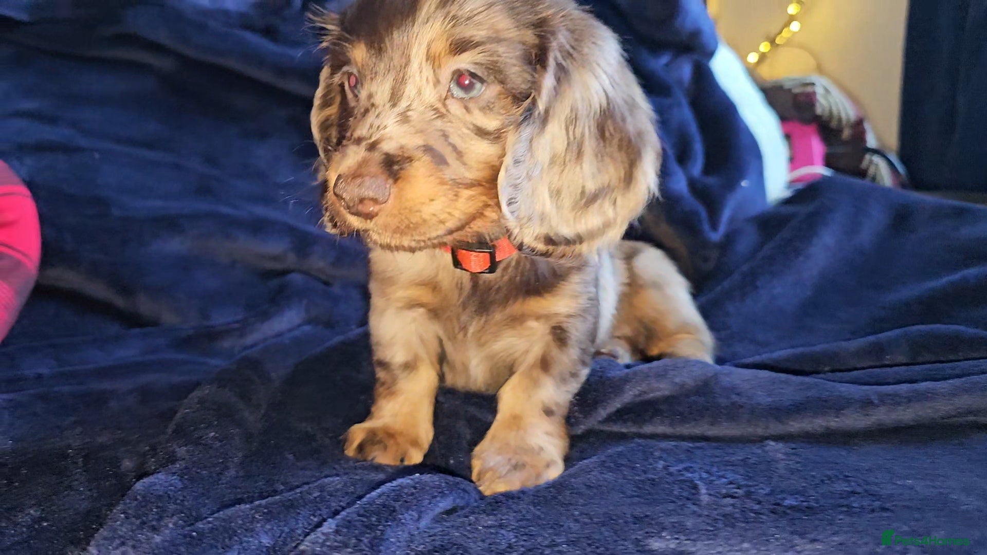 Miniature Dachshund dogs Miniature Dachshund Long Haired  - Advert 4