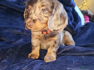 Miniature Dachshund dogs Miniature Dachshund Long Haired - Advert 4