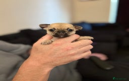 Chihuahua dogs for sale: Chihuahua and Pomchi puppies - Image 10