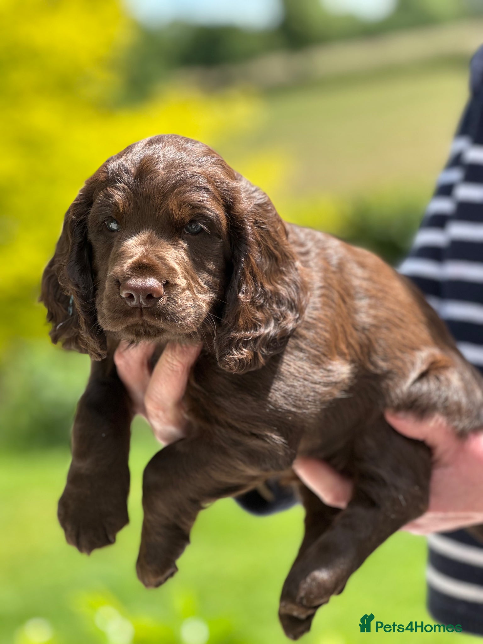 Cocker Spaniel dogs Outstanding Pedigree Liver Working Cocker Puppy - Advert 2