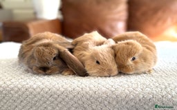 French Lop rabbits for sale: RESERVATIONS OPEN - Beautiful Baby French Lops - Image 1