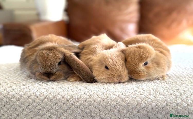 French Lop rabbits - Advert 3