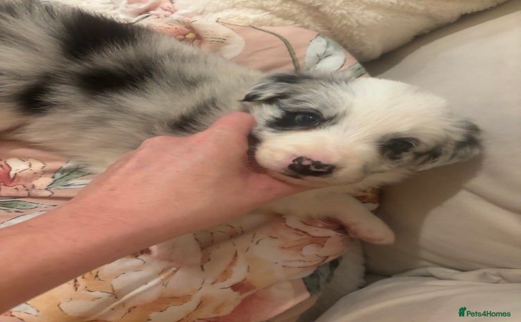 Border Collie dogs - Advert 11