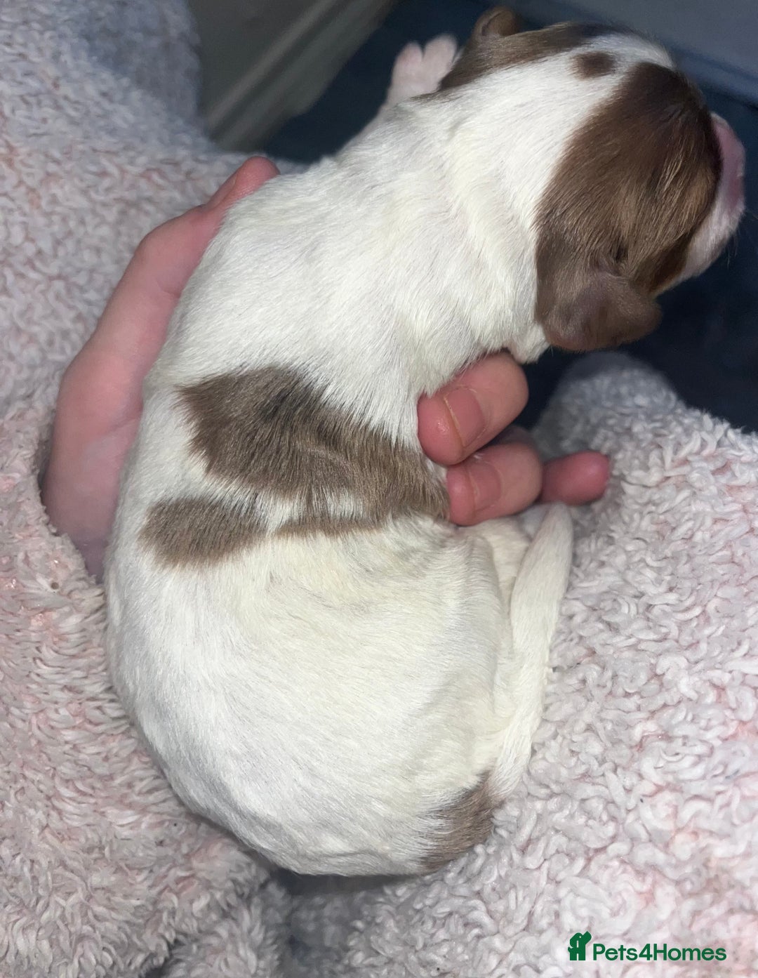 Sproodle dogs for sale: Sproodle puppies - Advert 10