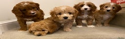 Miniature Poodle dogs for stud: Red Miniature Poodle Stud, KC and health tested in Tonbridge - Advert 7