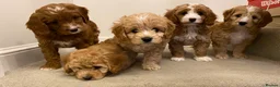 Miniature Poodle dogs for stud: Red Miniature Poodle Stud, KC and health tested in Tonbridge - Advert 7
