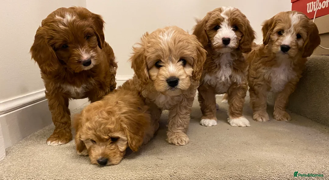 Miniature Poodle dogs for stud: Red Miniature Poodle Stud, KC and health tested in Tonbridge - Advert 7