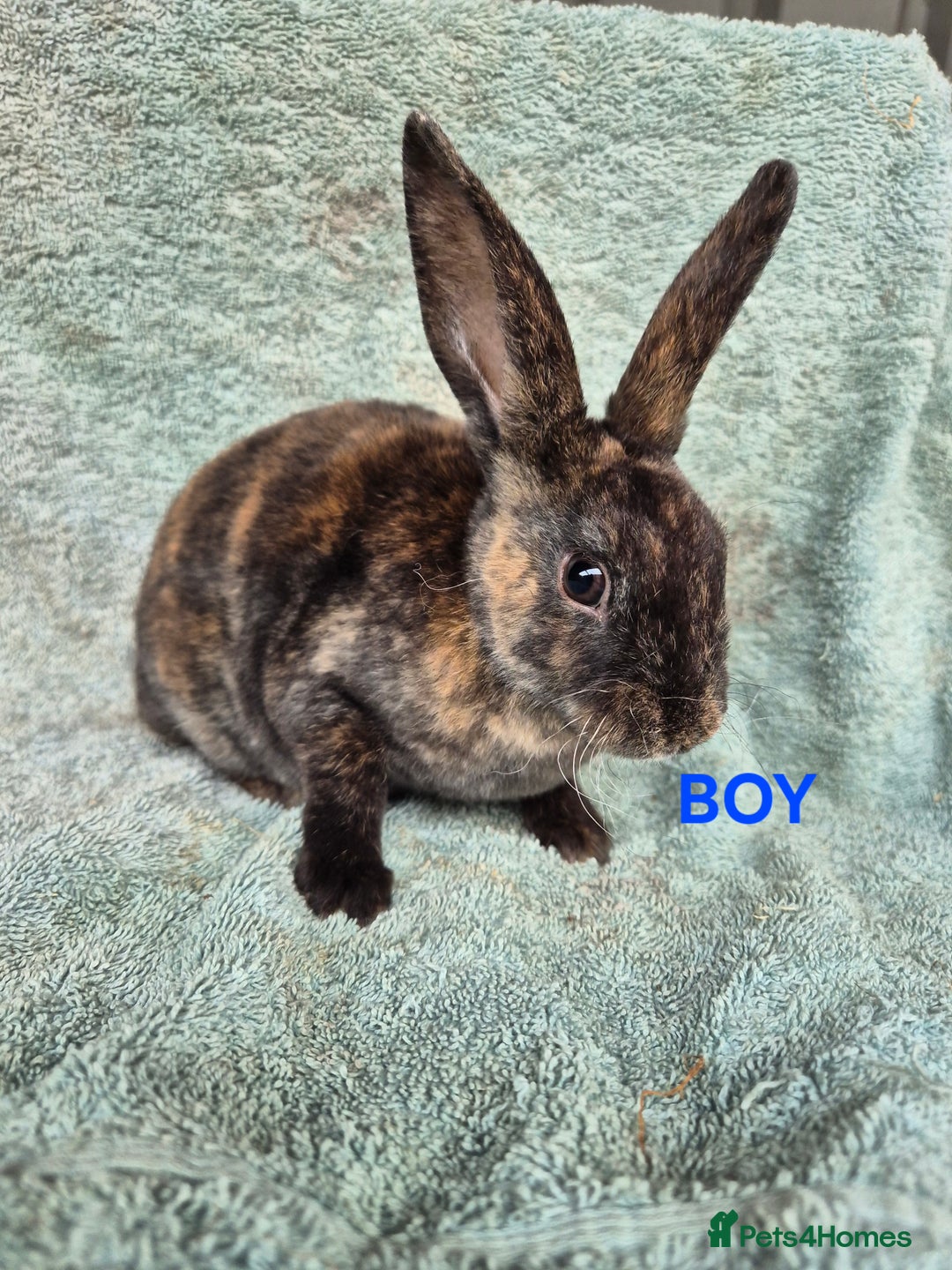 Rex rabbits for sale: Mini Rex Bunnies looking for new homes in Launceston - Image 2