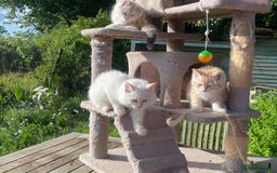 Siberian cats for sale: x5 Adorable Pure Siberian Kittens to re-home😻 - Image 7