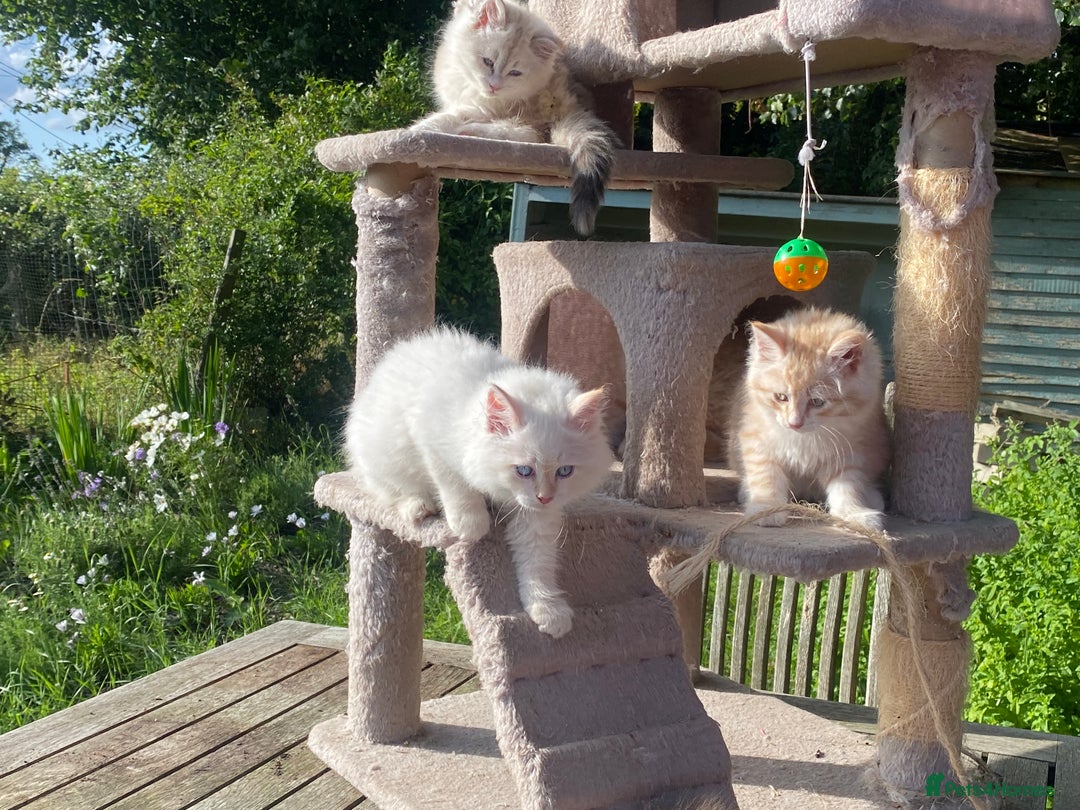 Siberian cats for sale: x5 Adorable Pure Siberian Kittens to re-home😻 - Image 7