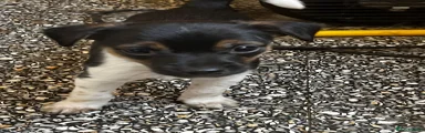 Jack Russell 1