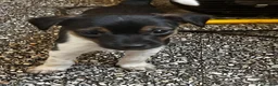 Jack Russell dogs for sale: Adorable Jack Russel pups for sale 3 boys in Rugeley - Advert 4