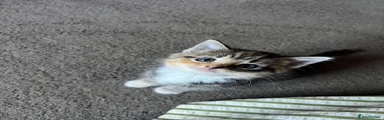 Mixed Breed Kitten 2