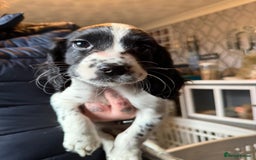 Cocker Spaniel dogs for sale: REDUCED & READY NOW 2 girl COCKERS - Advert 22