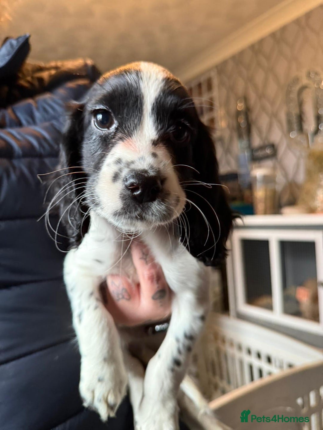 Cocker Spaniel dogs for sale: REDUCED & READY NOW 2 girl COCKERS - Advert 22