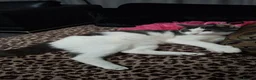 Mixed Breed cats for sale: Looking for a new loving home! - Advert 4