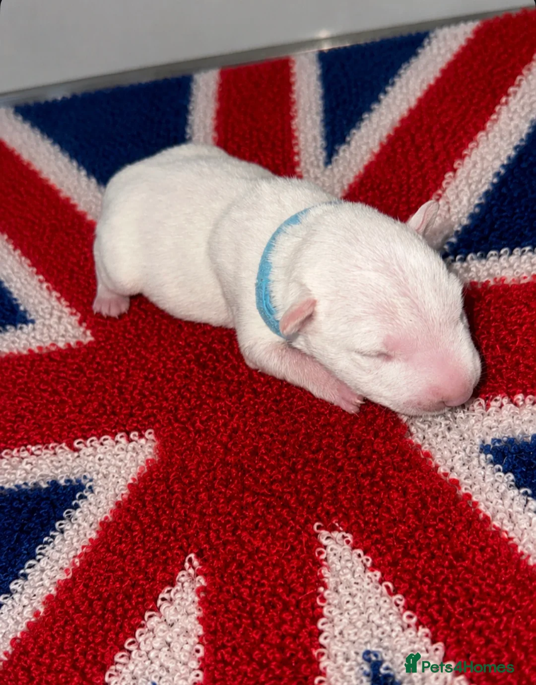English Bull Terrier dogs for sale: Stunning KC Registered English Bullterrier Puppies - Advert 2