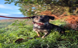 Mixed Breed dogs for adoption: Minnie - Hingham Norfolk  - Advert 15