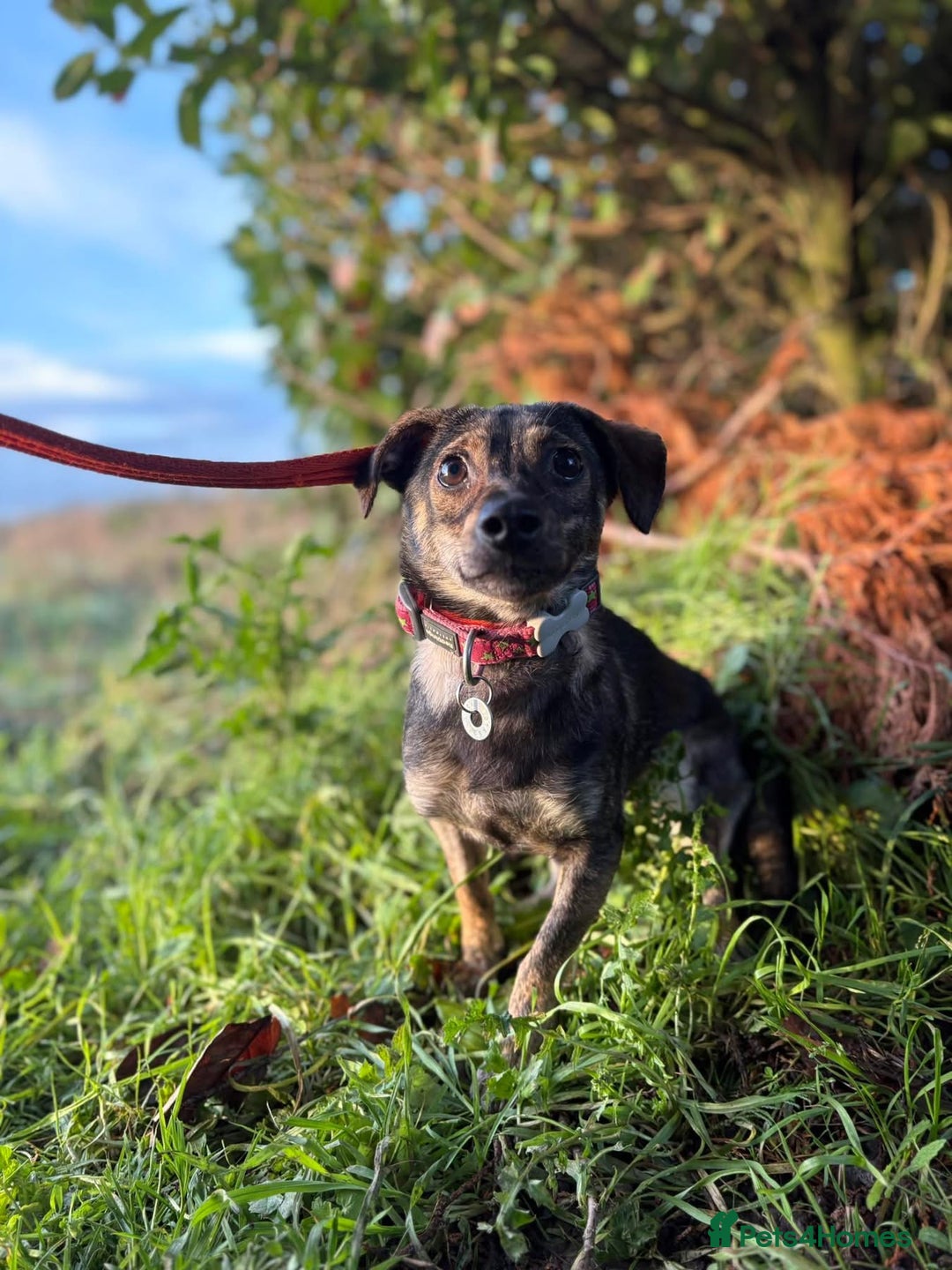 Mixed Breed dogs for adoption: Minnie - Hingham Norfolk  - Advert 15