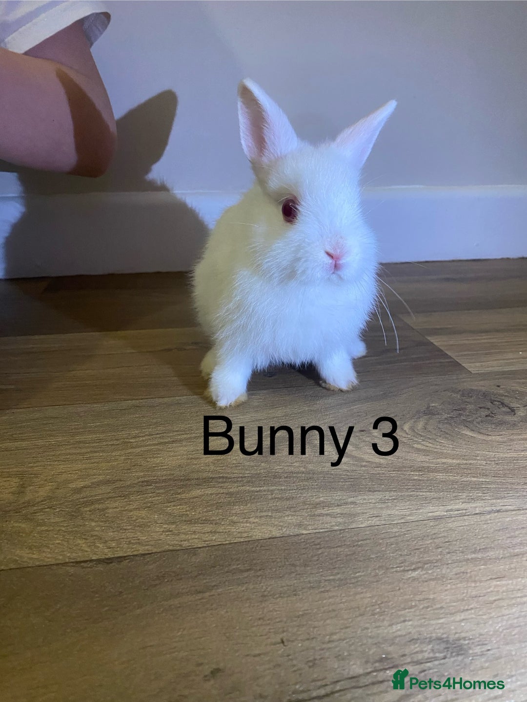 Netherland Dwarf rabbits for sale: 🐰✨Baby rabbits ready for home✨🐰 - Advert 11