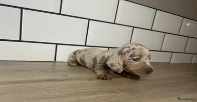 Miniature Dachshund dogs - Advert 1
