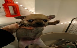 Chihuahua dogs for sale: Last little boy - Advert 7