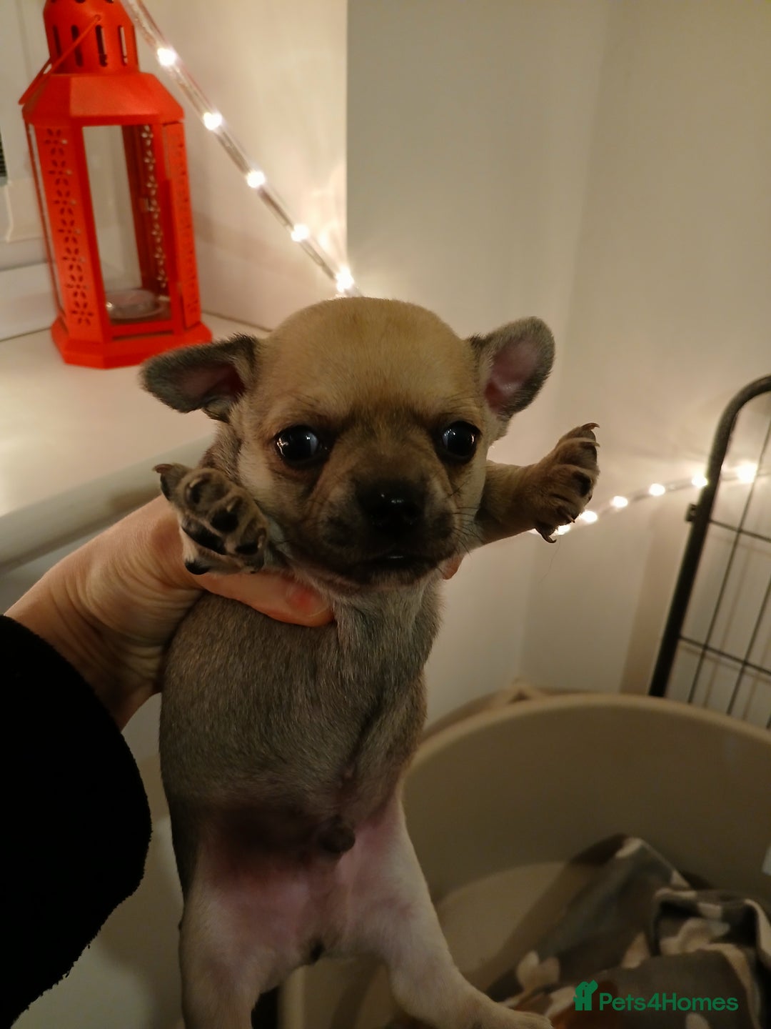 Chihuahua dogs for sale: Last little boy - Advert 7