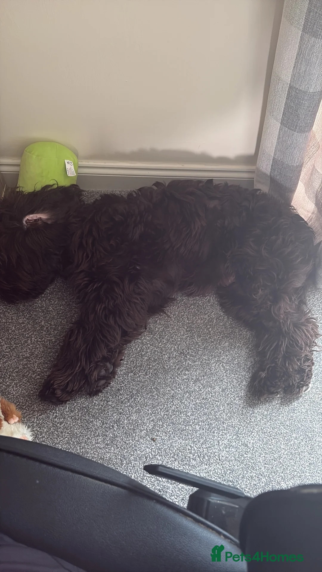 Cockapoo dogs for sale: 8 month male cockerpoo - Advert 3