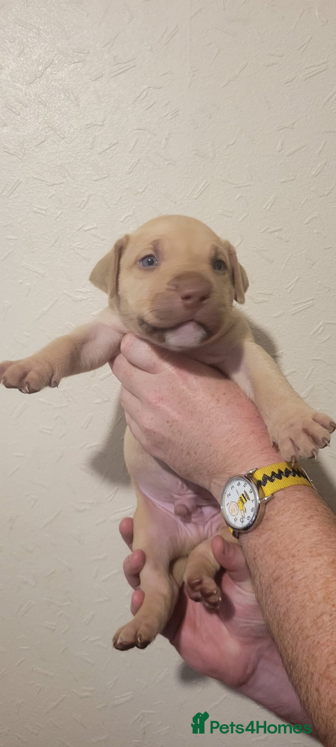 Presa Canario dogs for sale: Stunning litter of Presa Canario Puppies - Image 6