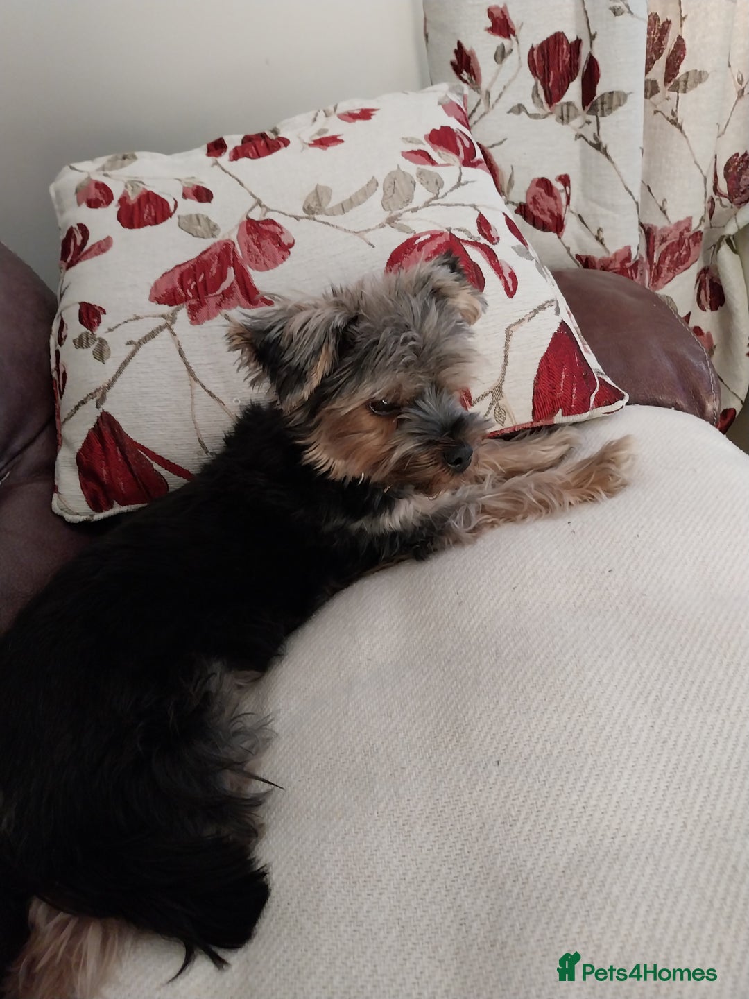 Yorkshire Terrier dogs for sale: Miniature Yorkshire Terrier Puppies  - Advert 4