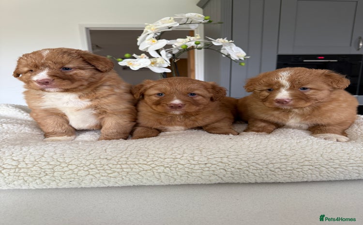 Nova Scotia Duck Tolling Retriever dogs Nova Scotia Duck Tollers  - Advert 1