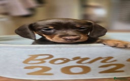 Miniature Dachshund dogs for sale: Miniature KC Dashounds - Image 8
