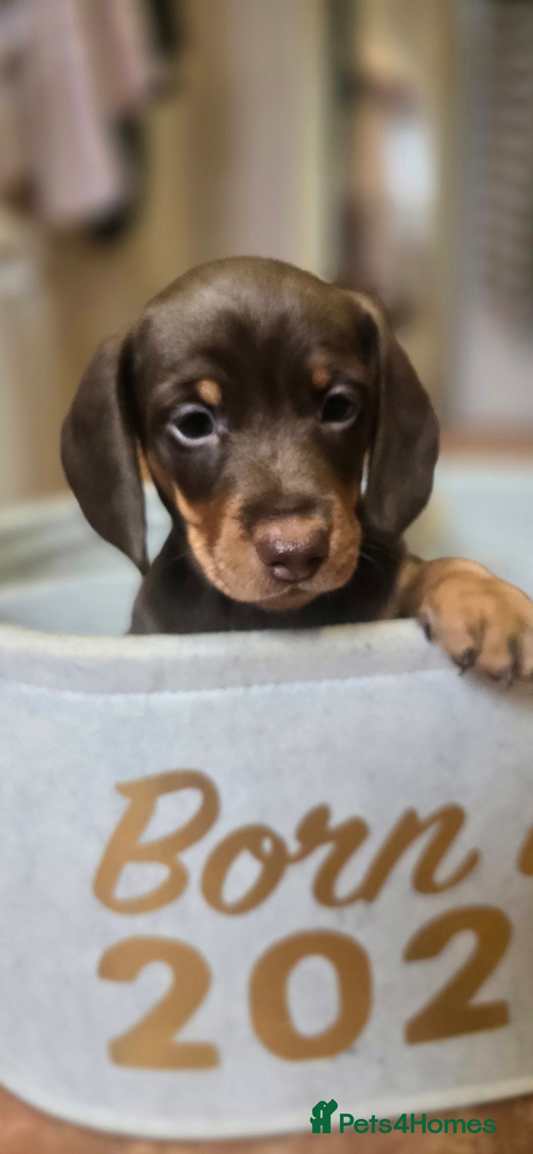 Miniature Dachshund dogs for sale: Miniature KC Dashounds - Image 8