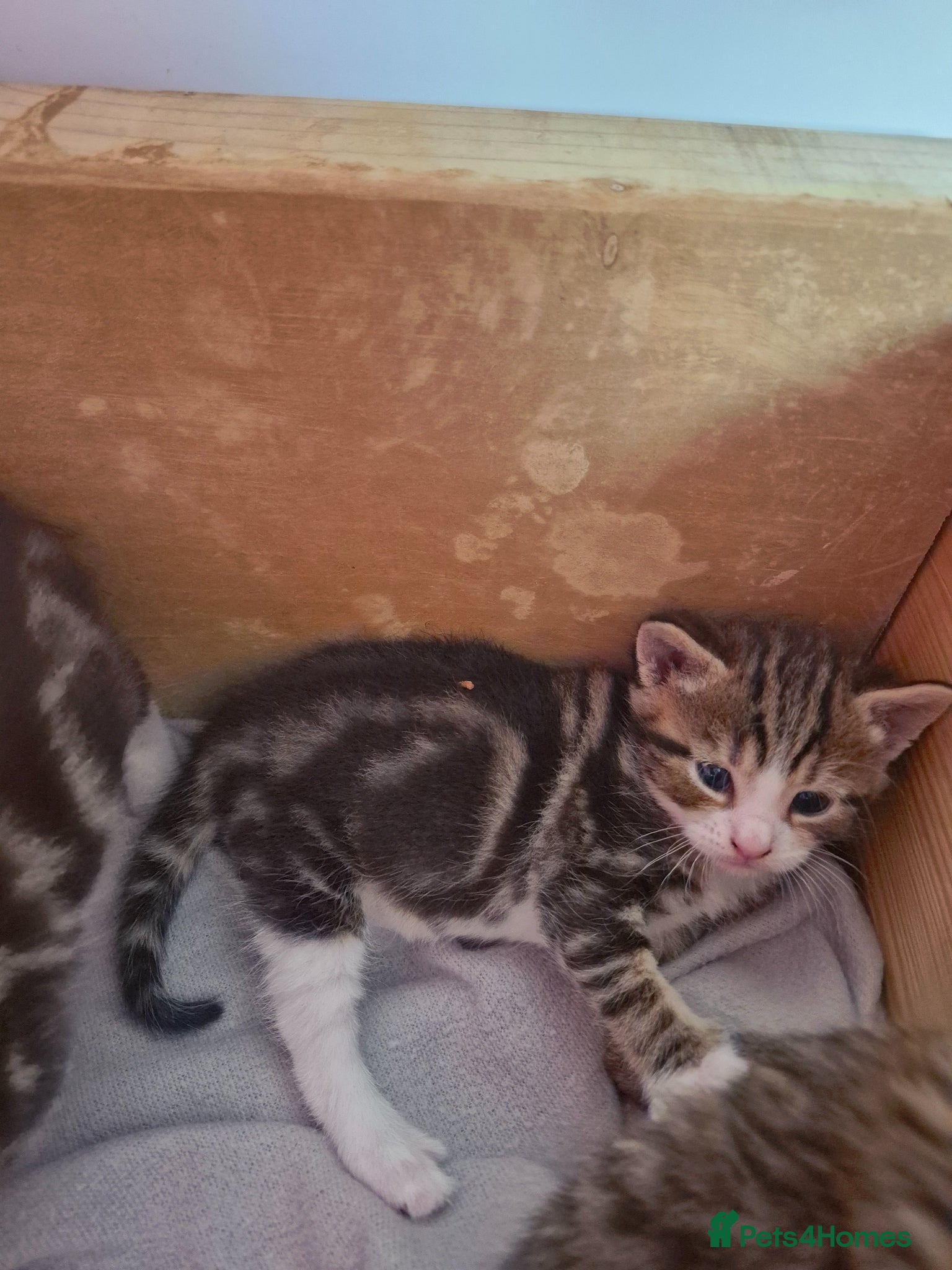 Domestic Shorthair cats for sale: 4 gorgeous kittens.  - Advert 10