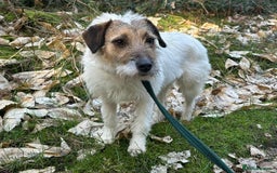 Mixed Breed dogs for adoption: Zori - Badersfield Norfolk  - Image 27