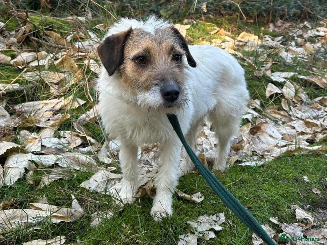 Mixed Breed dogs for adoption: Zori - Badersfield Norfolk  - Image 27