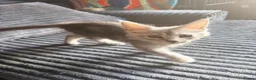 Maine Coon cats for sale: Last remaining girl  - Advert 4