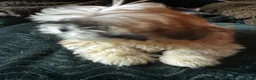 Shih Tzu dogs for sale: Shih Tzu puppy  - Advert 16