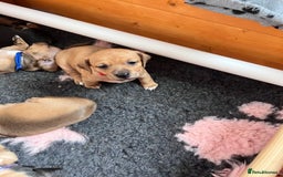 Mixed Breed dogs for sale: 5 Jack Russell x miniature dashound puppies £800 - Image 25