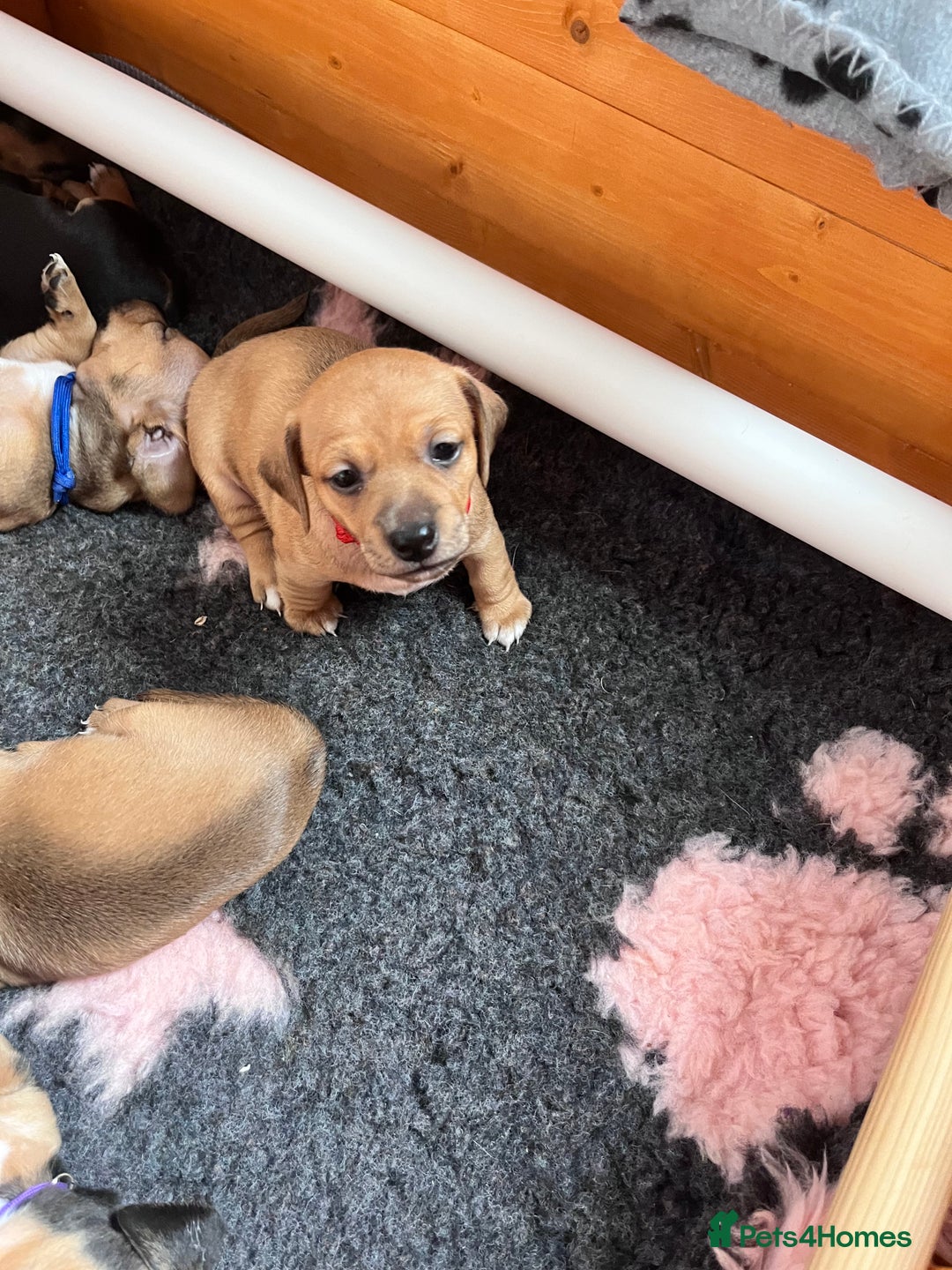 Mixed Breed dogs for sale: 5 Jack Russell x miniature dashound puppies £800 - Image 25