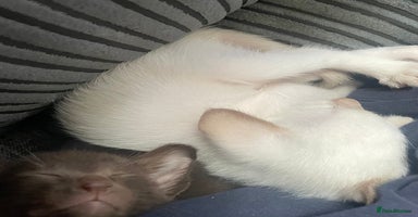 Oriental cats Oriental Havana and Siamese boys - Advert 2