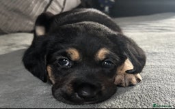 Goldador dogs for sale: Stunning Black Lab/Golden Retriever Puppies - Advert 31