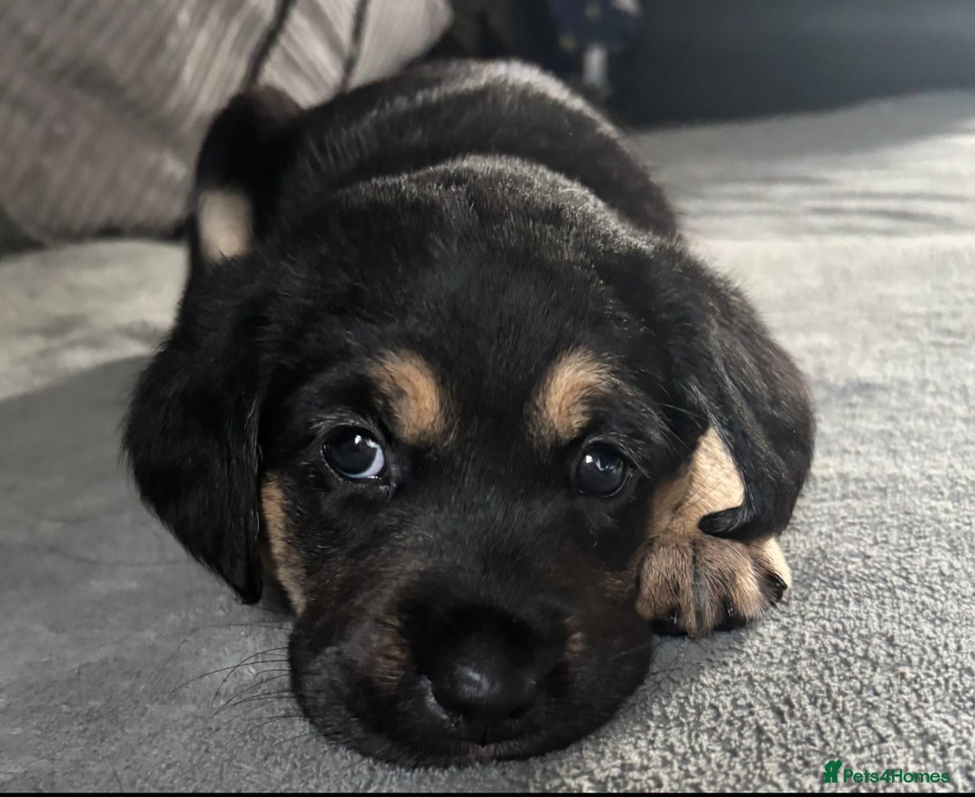 Goldador dogs for sale: Stunning Black Lab/Golden Retriever Puppies - Advert 31