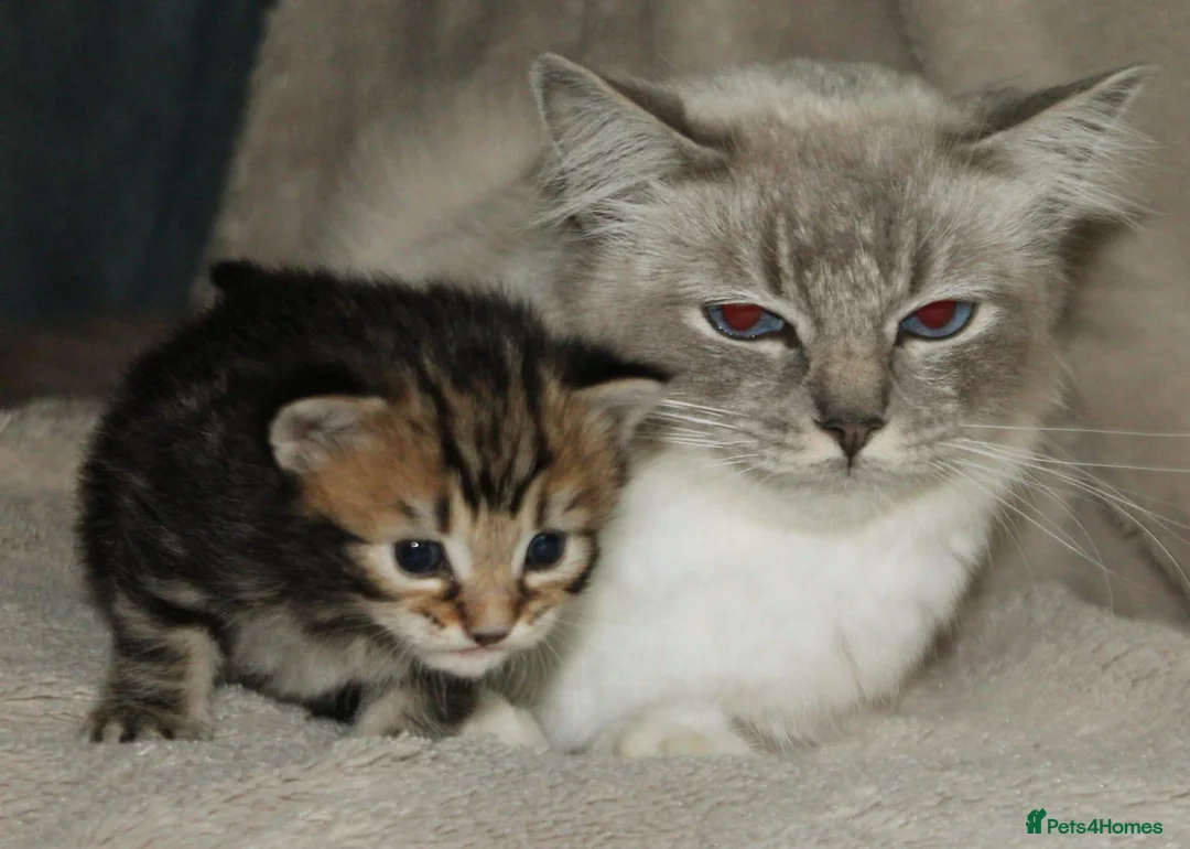 Ragdoll cats for sale: Ragcoon (Ragdoll X Maine Coon - Advert 2