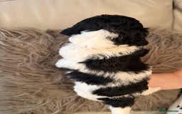 Mixed Breed dogs for sale: Cockerpoo puppies  - Image 2