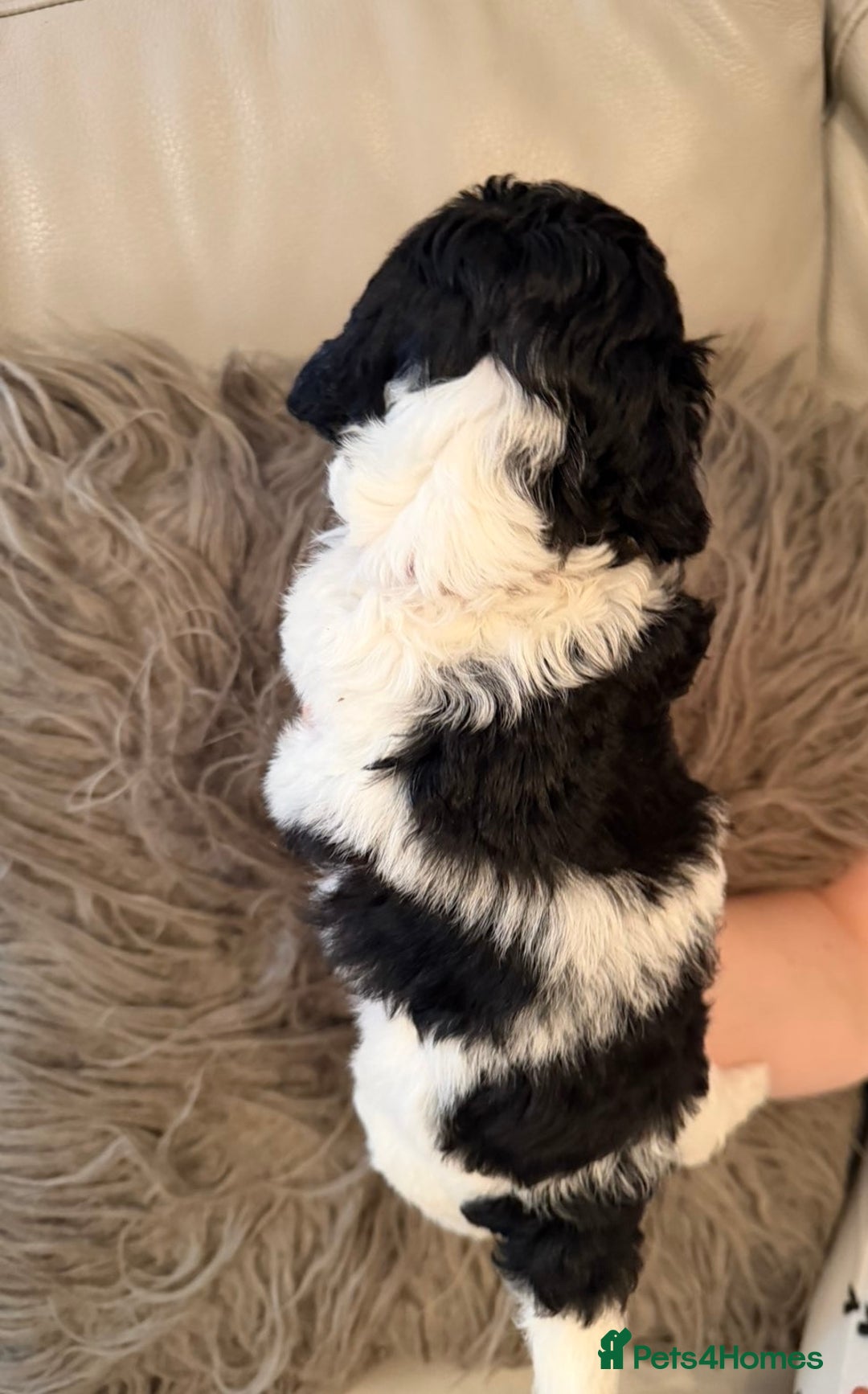 Mixed Breed dogs for sale: Cockerpoo puppies  - Image 2